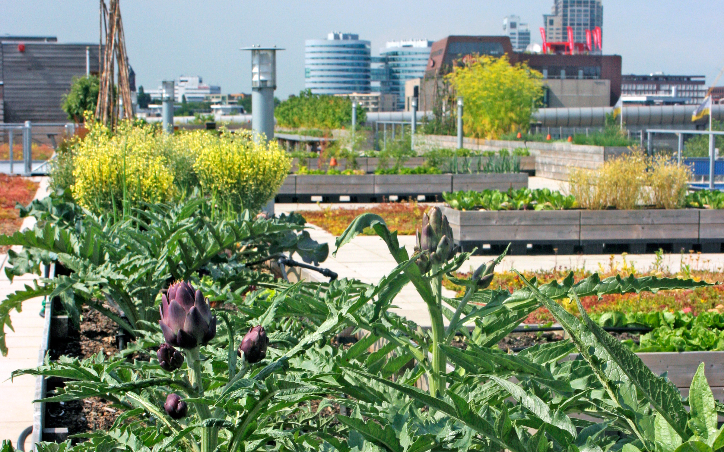 The grown vegetables are used in the canteen and on one part of the roof employees can grow vegetables for private use. Archichokes growing on a roof in raised planting beds